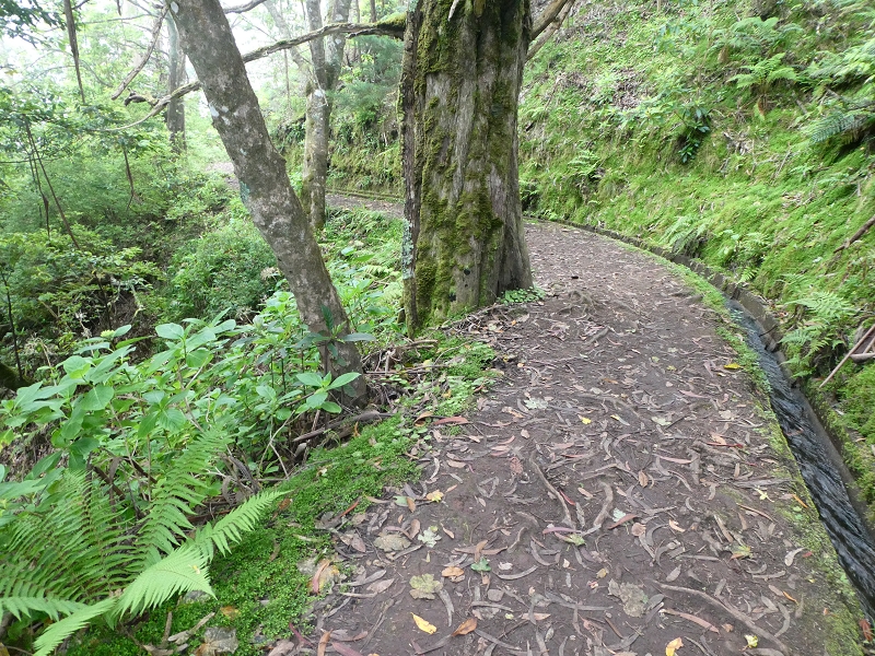 09.07.2018 Rundtour vom Portelapass über die Levada do Castelejo, Pico da Suna und die Levada da Portela — Levada da Portela mit Wasserführung — Foto 12