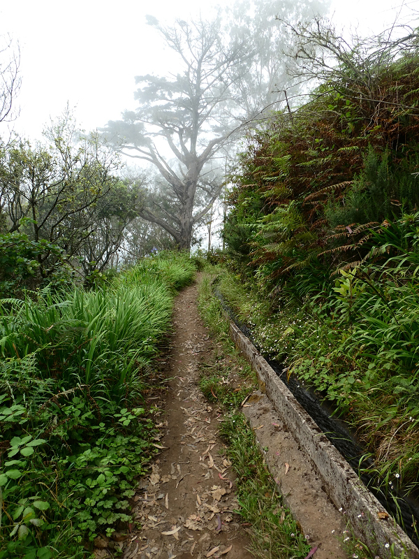 09.07.2018 Rundtour vom Portelapass über die Levada do Castelejo, Pico da Suna und die Levada da Portela — Levada da Portela mit Wasserführung — Foto 15