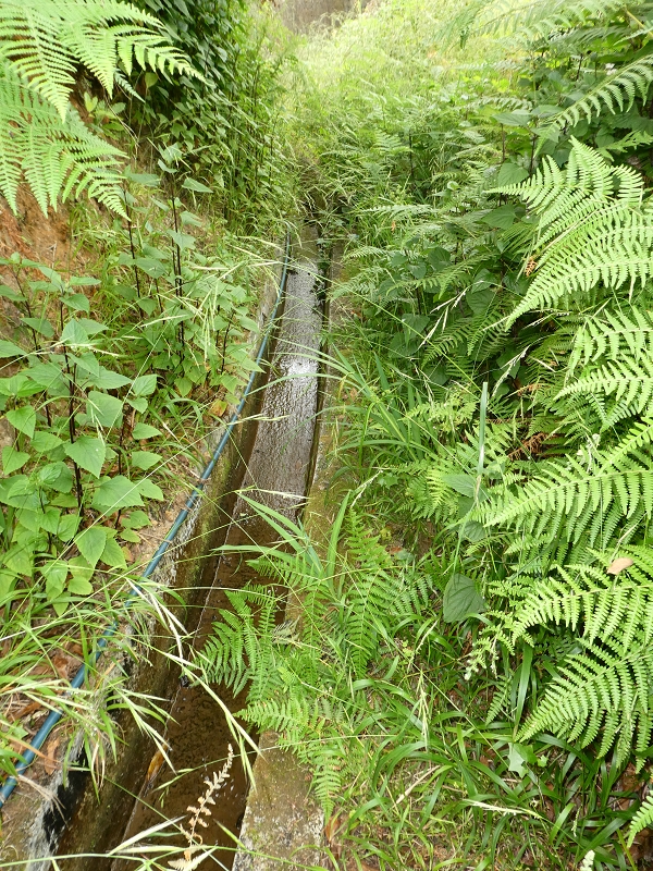 Levada do Castelejo — Bis zum Ende — Foto 9