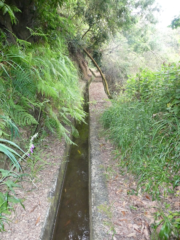 09.07.2018 Rundtour vom Portelapass über die Levada do Castelejo, Pico da Suna und die Levada da Portela — Bis zur Ribeira Caldeira — Foto 19