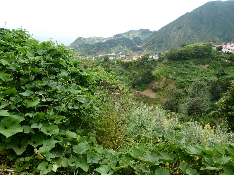 09.07.2018 Rundtour vom Portelapass über die Levada do Castelejo, Pico da Suna und die Levada da Portela — Über die Ribeira da Volta zur Kreuzung mit der ER108 — Foto 8
