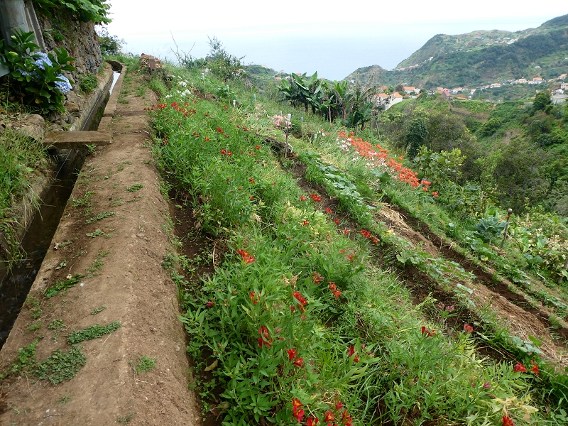 Levada do Castelejo — Zur Brücke über die Ribeira da Volta — Foto 1