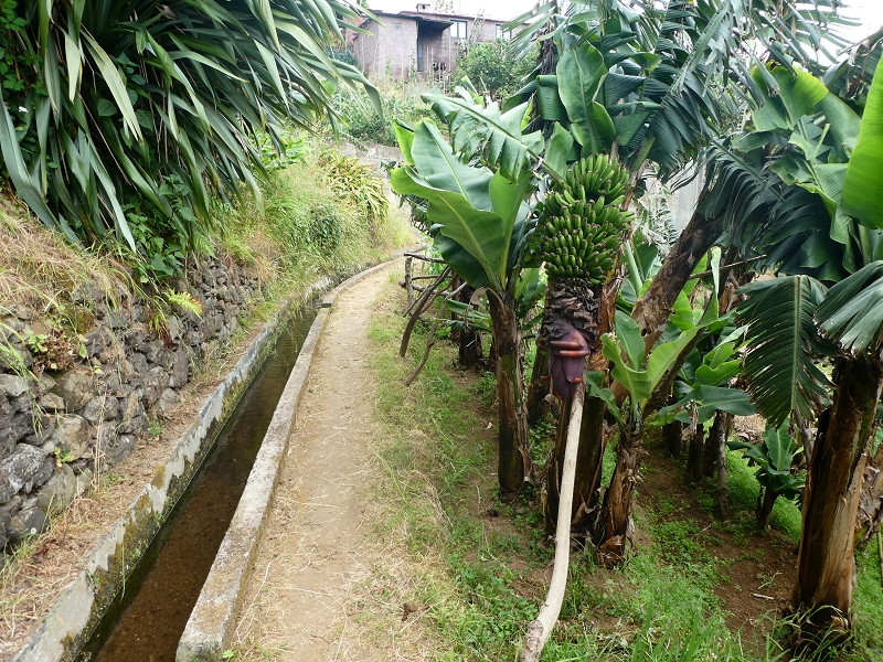 Levada do Castelejo — Zum Tunnel unter dem Caminho do Moleiro — Foto 8