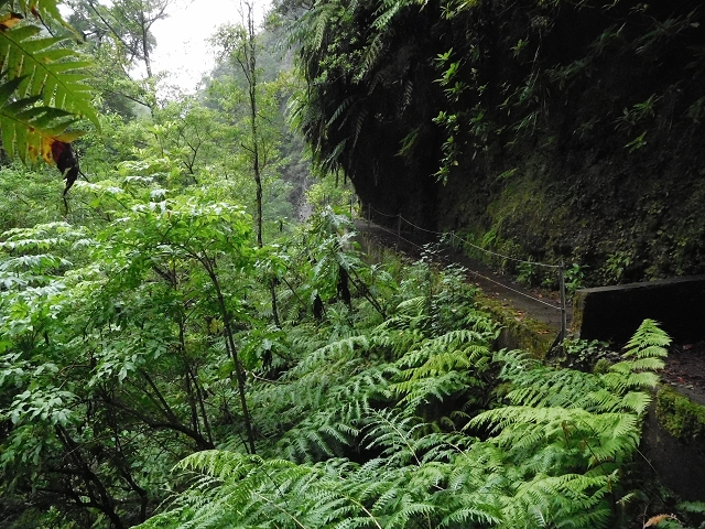 09.08.2015 Levada da Faja da Rodrigues und Aufstieg zur Levada do Norte — Ribeira do Inferno und Madre — Foto 5