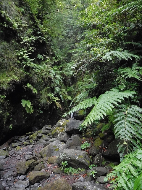 09.08.2015 Levada da Faja da Rodrigues und Aufstieg zur Levada do Norte — Ribeira do Inferno und Madre — Foto 9