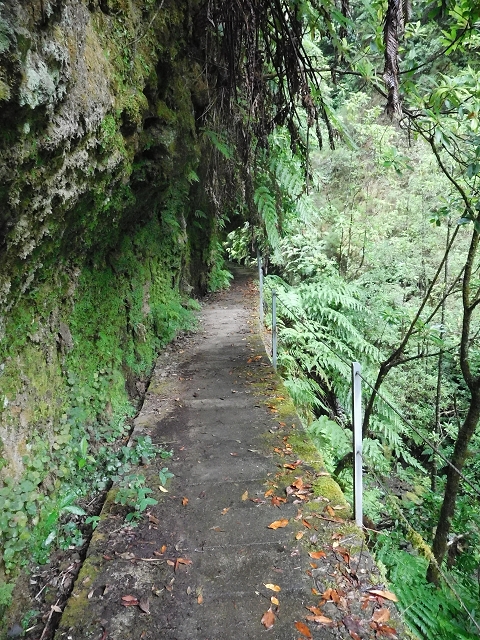 09.08.2015 Levada da Faja da Rodrigues und Aufstieg zur Levada do Norte — Ribeira do Inferno und Madre — Foto 11