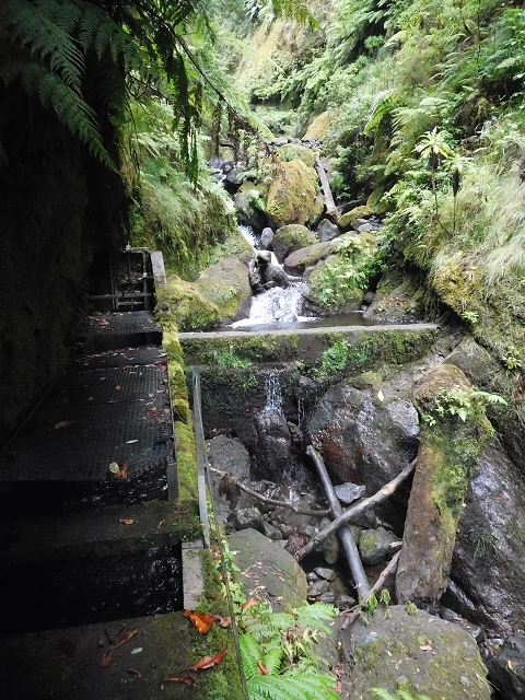 09.08.2015 Levada da Faja da Rodrigues und Aufstieg zur Levada do Norte — Ribeira do Inferno und Madre — Foto 12