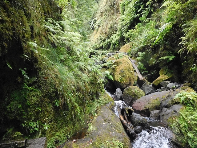09.08.2015 Levada da Faja da Rodrigues und Aufstieg zur Levada do Norte — Ribeira do Inferno und Madre — Foto 13