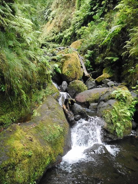 09.08.2015 Levada da Faja da Rodrigues und Aufstieg zur Levada do Norte — Ribeira do Inferno und Madre — Foto 14