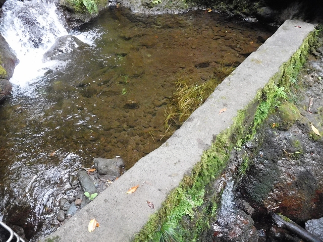 09.08.2015 Levada da Faja da Rodrigues und Aufstieg zur Levada do Norte — Ribeira do Inferno und Madre — Foto 15