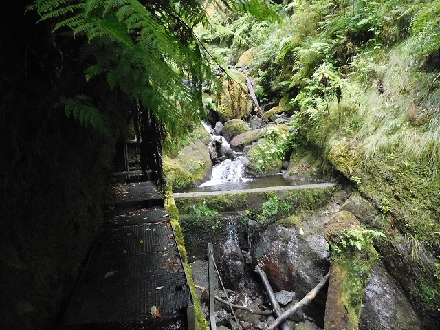 09.08.2015 Levada da Faja da Rodrigues und Aufstieg zur Levada do Norte — Ribeira do Inferno und Madre — Foto 16