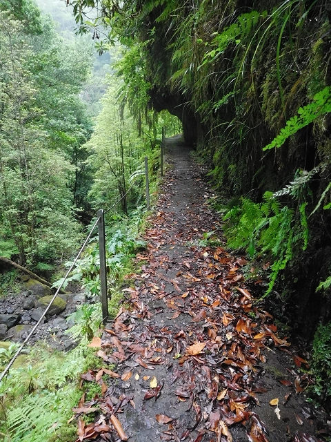 09.08.2015 Levada da Faja da Rodrigues und Aufstieg zur Levada do Norte — Ribeira do Inferno und Madre — Foto 17