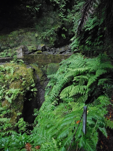 09.08.2015 Levada da Faja da Rodrigues und Aufstieg zur Levada do Norte — Ribeira do Inferno und Madre — Foto 18