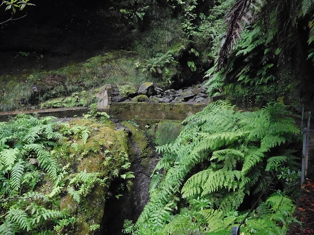 09.08.2015 Levada da Faja da Rodrigues und Aufstieg zur Levada do Norte — Ribeira do Inferno und Madre — Foto 19