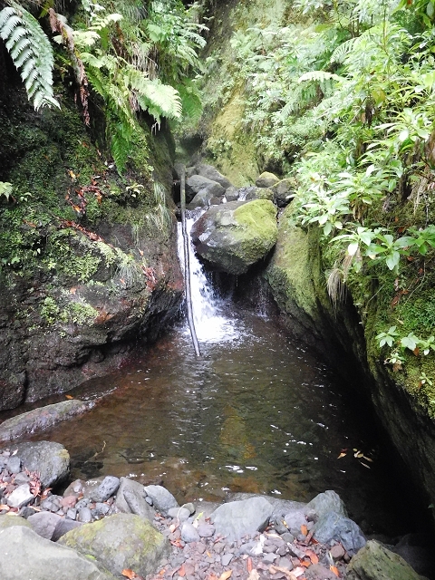 09.08.2015 Levada da Faja da Rodrigues und Aufstieg zur Levada do Norte — Ribeira do Inferno und Madre — Foto 21
