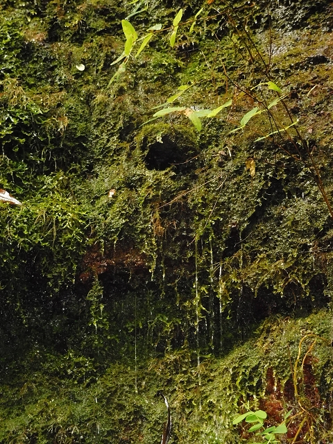 09.08.2015 Levada da Faja da Rodrigues und Aufstieg zur Levada do Norte — Ribeira do Inferno und Madre — Foto 22