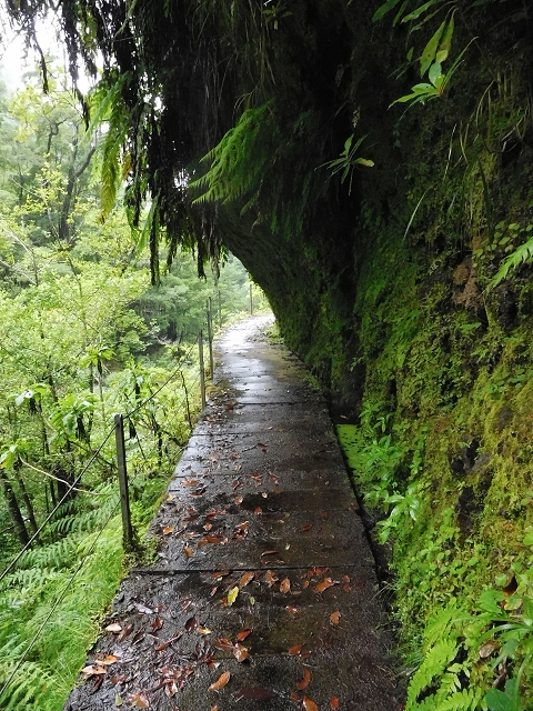 09.08.2015 Levada da Faja da Rodrigues und Aufstieg zur Levada do Norte — Ribeira do Inferno und Madre — Foto 23