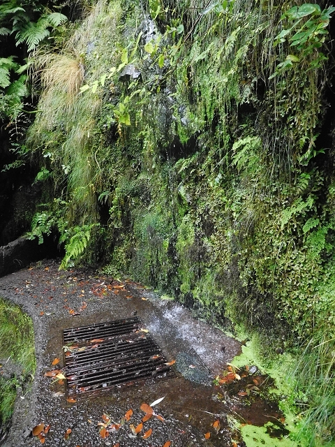 09.08.2015 Levada da Faja da Rodrigues und Aufstieg zur Levada do Norte — Ribeira do Inferno und Madre — Foto 24
