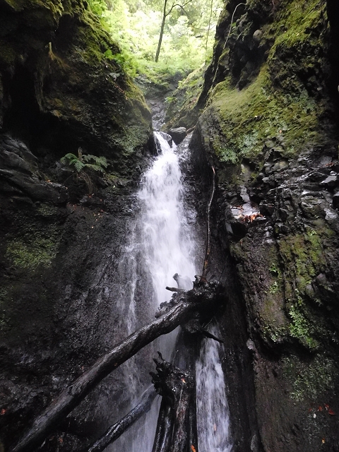 09.08.2015 Levada da Faja da Rodrigues und Aufstieg zur Levada do Norte — Ribeira do Inferno und Madre — Foto 27
