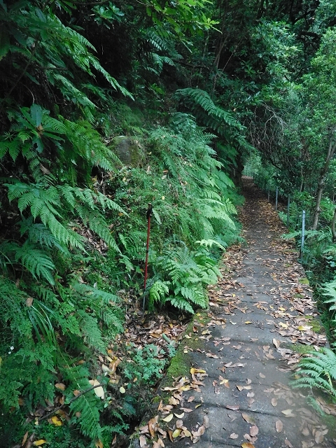 09.08.2015 Levada da Faja da Rodrigues und Aufstieg zur Levada do Norte — Aufstieg auf dem Verbindungswege — Foto 1