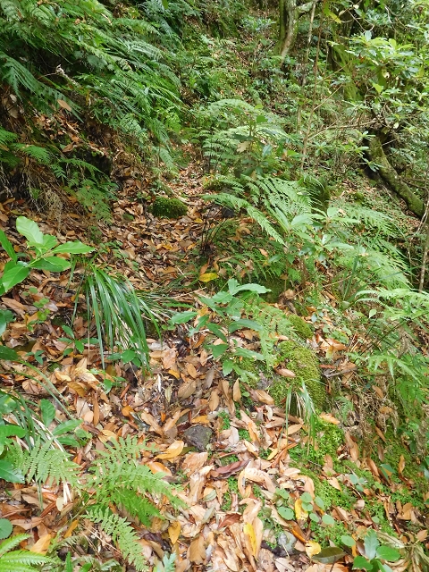 09.08.2015 Levada da Faja da Rodrigues und Aufstieg zur Levada do Norte — Aufstieg auf dem Verbindungswege — Foto 2
