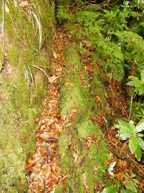 09.08.2015 Levada da Faja da Rodrigues und Aufstieg zur Levada do Norte — Aufstieg auf dem Verbindungswege — Foto 3