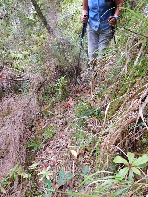 09.08.2015 Levada da Faja da Rodrigues und Aufstieg zur Levada do Norte — Aufstieg auf dem Verbindungswege — Foto 6