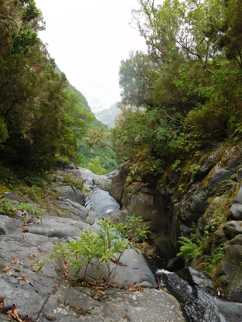 09.08.2015 Levada da Faja da Rodrigues und Aufstieg zur Levada do Norte — Aufstieg auf dem Verbindungswege — Foto 8