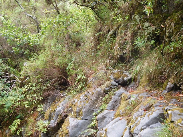 09.08.2015 Levada da Faja da Rodrigues und Aufstieg zur Levada do Norte — Aufstieg auf dem Verbindungswege — Foto 13