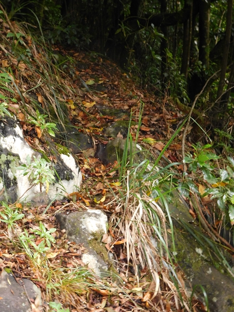 09.08.2015 Levada da Faja da Rodrigues und Aufstieg zur Levada do Norte — Aufstieg auf dem Verbindungswege — Foto 14