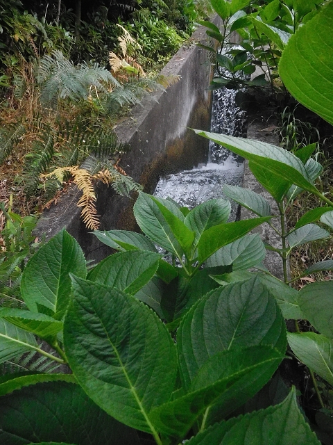 09.08.2015 Levada da Faja da Rodrigues und Aufstieg zur Levada do Norte — Von Achada do Loural bis zum s-förmigen Tunnel — Foto 6