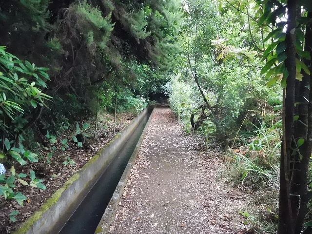 09.08.2015 Levada da Faja da Rodrigues und Aufstieg zur Levada do Norte — Vom s-förmigen Tunnel zur Schotterpiste in Ginjas — Foto 11