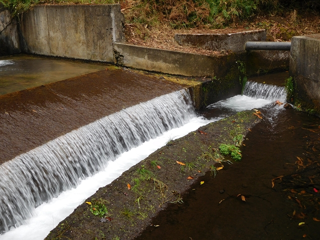 09.08.2015 Levada da Faja da Rodrigues und Aufstieg zur Levada do Norte — Faja da Ama — Foto 8