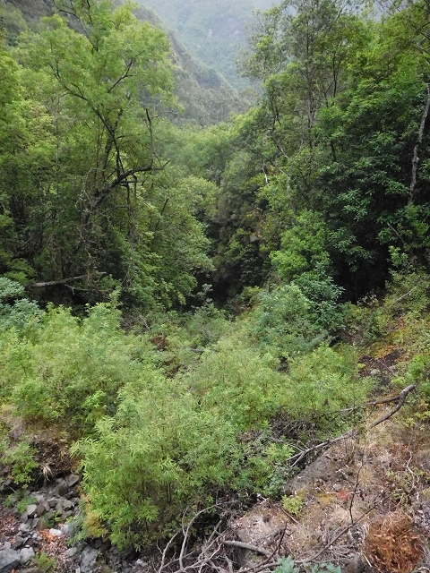 09.08.2015 Levada da Faja da Rodrigues und Aufstieg zur Levada do Norte — Faja da Ama bis zum grossen Kessel — Foto 10