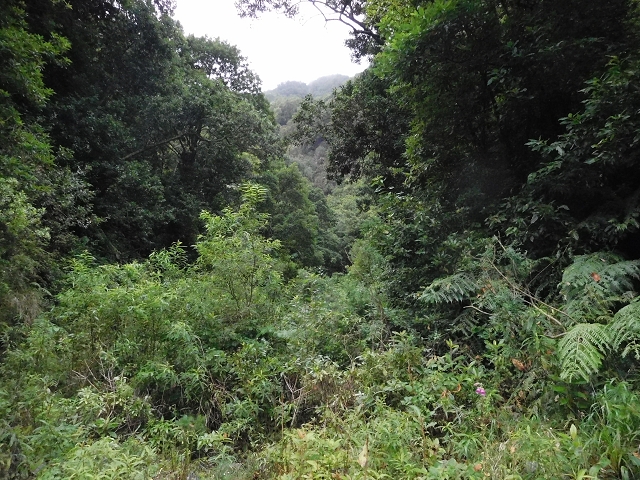 09.08.2015 Levada da Faja da Rodrigues und Aufstieg zur Levada do Norte — Faja da Ama bis zum grossen Kessel — Foto 11