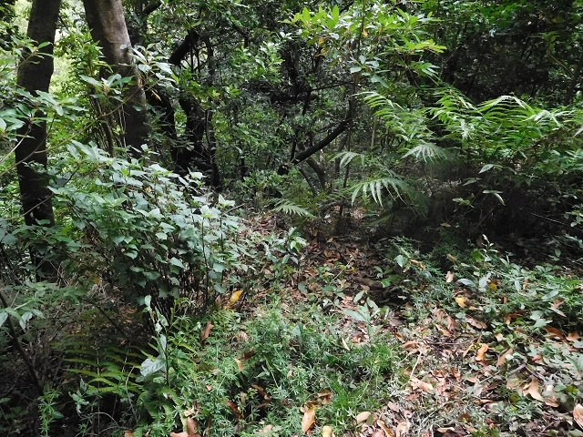 09.08.2015 Levada da Faja da Rodrigues und Aufstieg zur Levada do Norte — Bis zur Ribeira do Passo — Foto 12