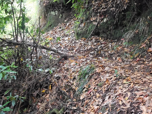 09.08.2015 Levada da Faja da Rodrigues und Aufstieg zur Levada do Norte — Bis zur Ribeira do Passo — Foto 14