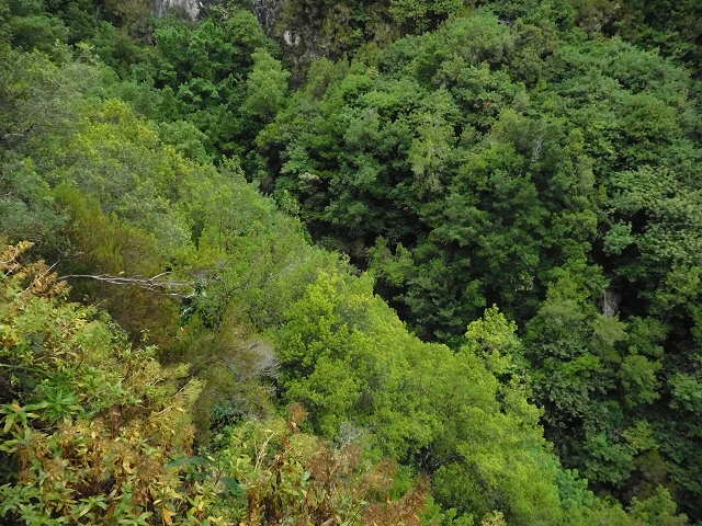 09.08.2015 Levada da Faja da Rodrigues und Aufstieg zur Levada do Norte — Bis zur Ribeira do Passo — Foto 15