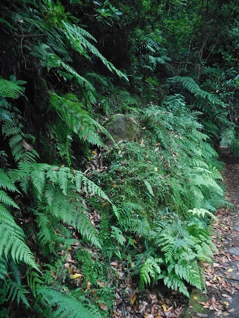 09.08.2015 Levada da Faja da Rodrigues und Aufstieg zur Levada do Norte — Bis zur Ribeira do Passo — Foto 17