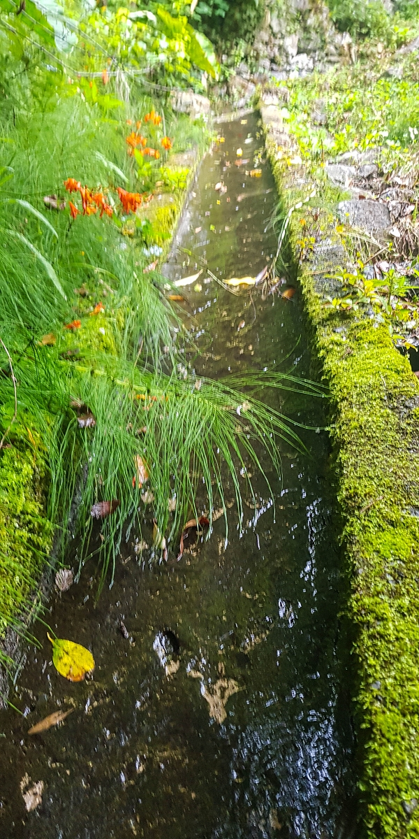 09.08.2021 Abwechslungsreiche Runde über die Boca das Voltas — Aufstieg zur Levada das Faias und auf dieser zum dritten Niveauübergang — Foto 5