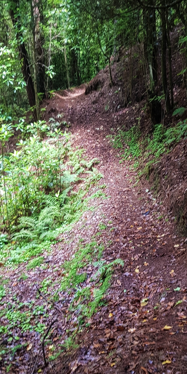 09.08.2021 Abwechslungsreiche Runde über die Boca das Voltas — Abstieg nach Ribeira Funda — Foto 5