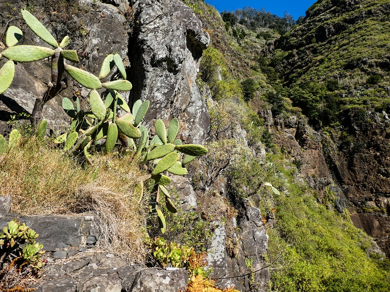10.05.2019 Von Meia Legua nach Pomar de Rocha, auf die Levada do Lombo do Mouro und Abstieg über Furnas — Aufstieg zum überhängenden Felsblock — Foto 8