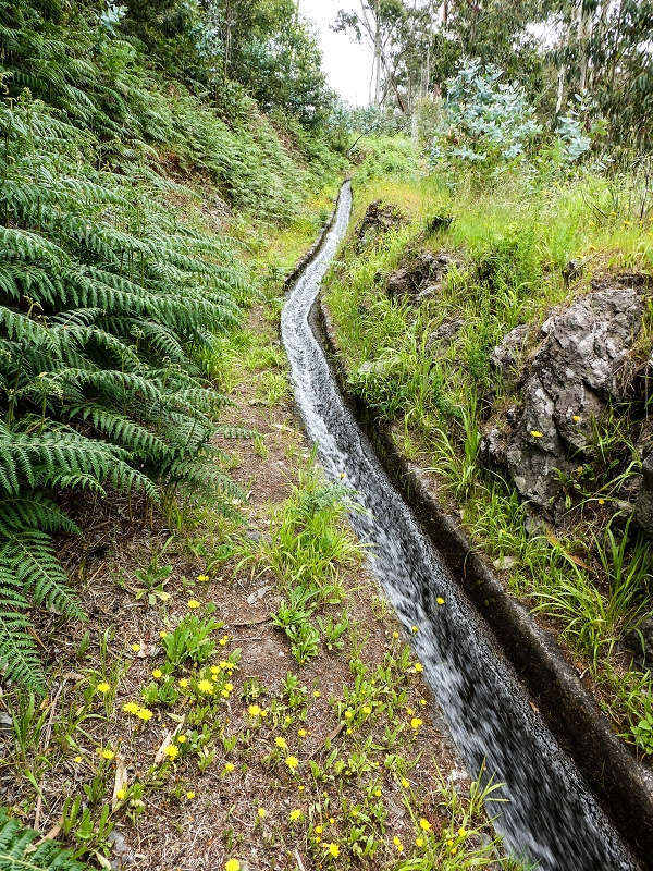 10.05.2019 Von Meia Legua nach Pomar de Rocha, auf die Levada do Lombo do Mouro und Abstieg über Furnas — Der Levada do Lombo do Mouro entlang zum Abstiegsweg nach Furnas — Foto 23