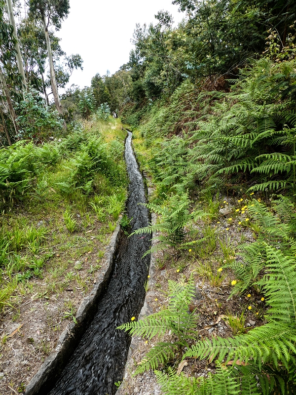 10.05.2019 Von Meia Legua nach Pomar de Rocha, auf die Levada do Lombo do Mouro und Abstieg über Furnas — Der Levada do Lombo do Mouro entlang zum Abstiegsweg nach Furnas — Foto 24
