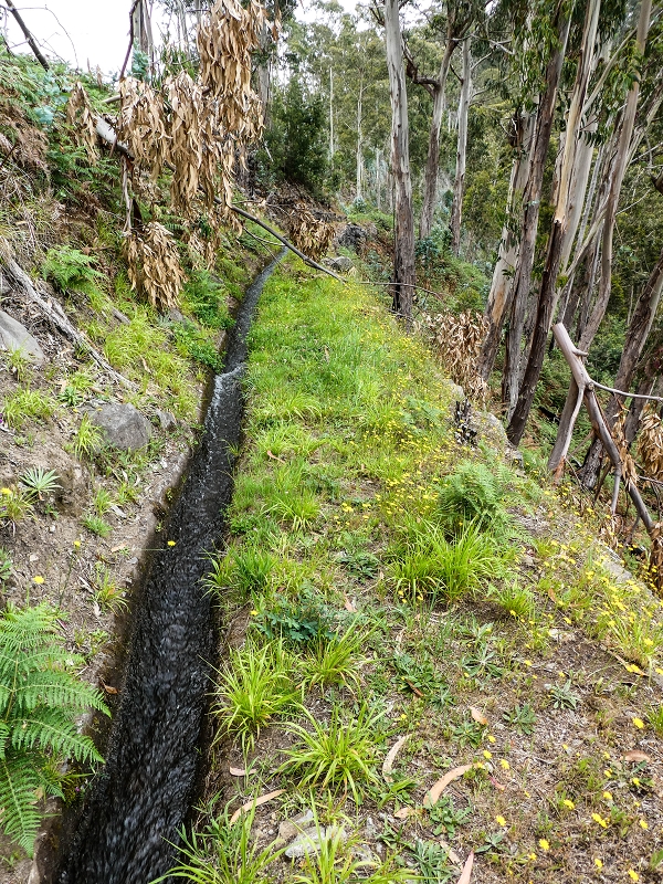 10.05.2019 Von Meia Legua nach Pomar de Rocha, auf die Levada do Lombo do Mouro und Abstieg über Furnas — Der Levada do Lombo do Mouro entlang zum Abstiegsweg nach Furnas — Foto 25