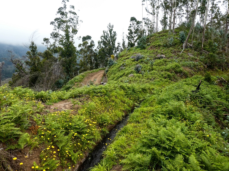 10.05.2019 Von Meia Legua nach Pomar de Rocha, auf die Levada do Lombo do Mouro und Abstieg über Furnas — Der Levada do Lombo do Mouro entlang zum Abstiegsweg nach Furnas — Foto 26