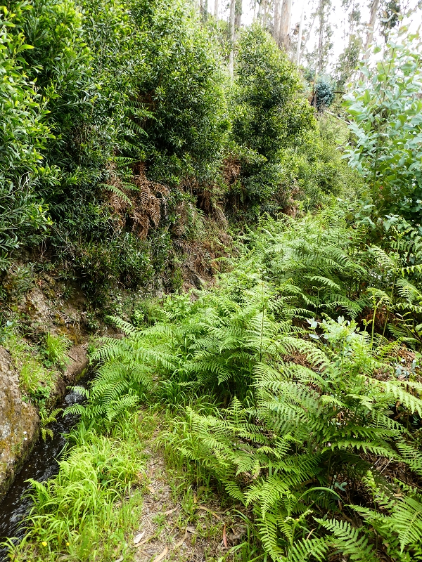 10.05.2019 Von Meia Legua nach Pomar de Rocha, auf die Levada do Lombo do Mouro und Abstieg über Furnas — Der Levada do Lombo do Mouro entlang zum Abstiegsweg nach Furnas — Foto 28