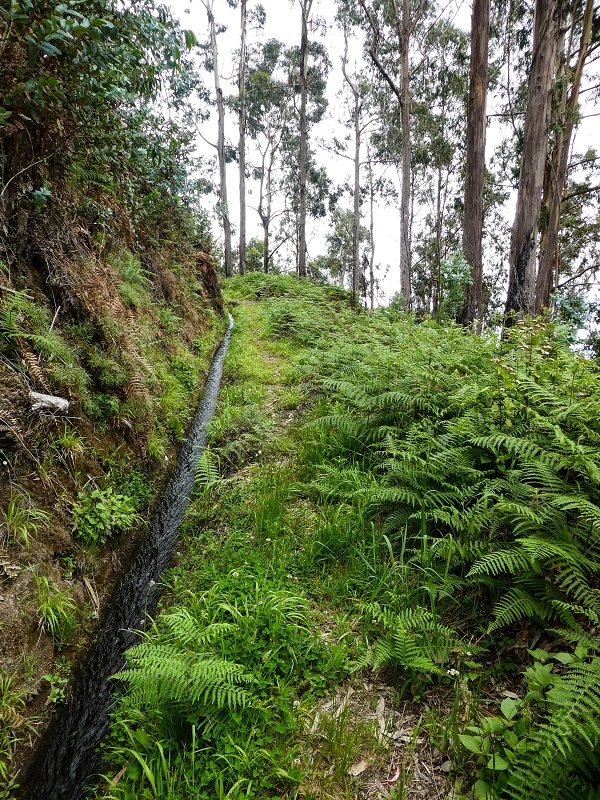 10.05.2019 Von Meia Legua nach Pomar de Rocha, auf die Levada do Lombo do Mouro und Abstieg über Furnas — Der Levada do Lombo do Mouro entlang zum Abstiegsweg nach Furnas — Foto 29