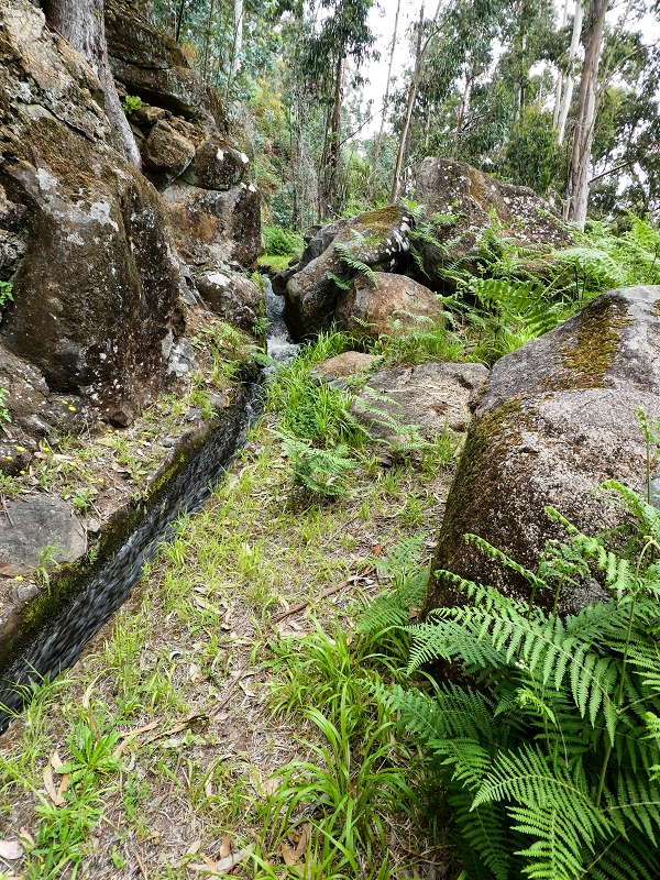 Levada do Lombo do Mouro — Nach der Furnaspiste verläuft die Levada deutlich neben der Schotterpiste mit eigenem Weg — Foto 3