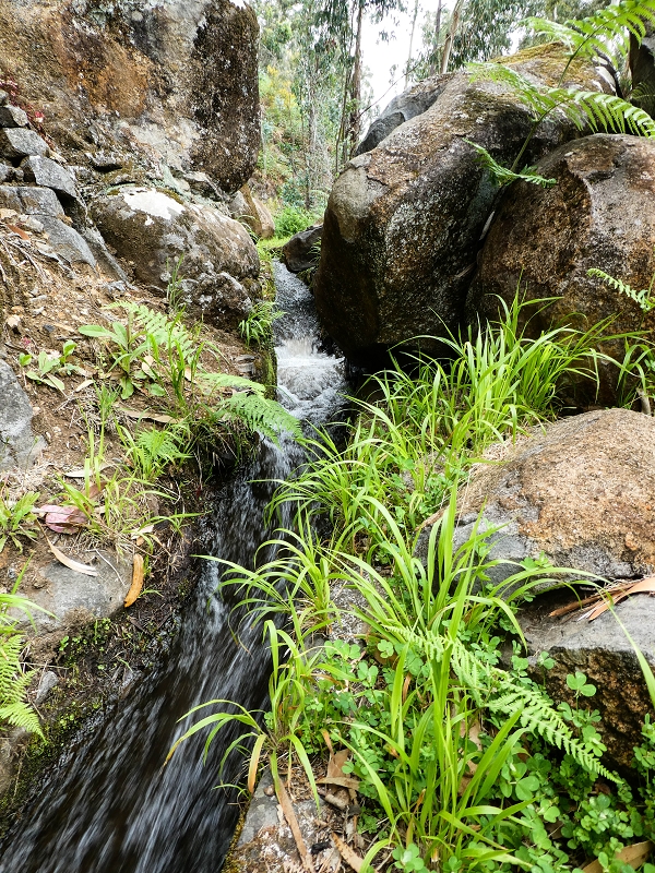 10.05.2019 Von Meia Legua nach Pomar de Rocha, auf die Levada do Lombo do Mouro und Abstieg über Furnas — Der Levada do Lombo do Mouro entlang zum Abstiegsweg nach Furnas — Foto 31